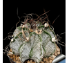 Астрофитум Козерог "Маленький" (3 шт.) / Astrophytum Capricorne v. Minor (Minus)